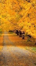 Trees, Roads, Autumn, Landscape till Lenovo S660
