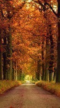 Ladda ner Trees,Roads,Autumn,Landscape bilden till mobilen.