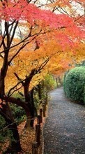 Ladda ner Landscape, Trees, Roads, Autumn bilden 320x240 till mobilen.