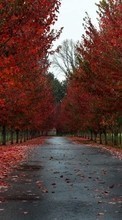 Ladda ner Landscape, Trees, Roads, Autumn bilden 320x480 till mobilen.
