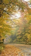 Ladda ner Landscape, Trees, Roads, Autumn bilden till mobilen.