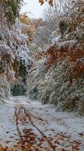 Ladda ner Trees, Roads, Autumn, Landscape, Snow bilden till mobilen.