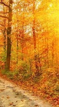 Ladda ner Trees, Roads, Autumn, Landscape, Sun bilden till mobilen.