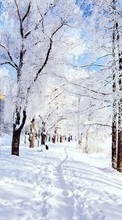 Ladda ner Trees, Roads, Landscape, Snow, Winter bilden till mobilen.