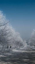 Trees,Roads,Landscape,Winter till Sony Xperia TX