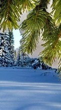 Ladda ner Trees, Fir-trees, Landscape, Plants, Snow, Winter bilden till mobilen.