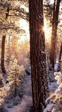 Ladda ner Landscape, Winter, Trees, Snow, Fir-trees bilden till mobilen.