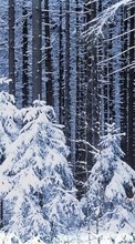 Ladda ner Landscape, Winter, Trees, Snow, Fir-trees bilden 800x480 till mobilen.