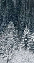 Ladda ner Trees, Fir-trees, Landscape, Snow, Winter bilden till mobilen.