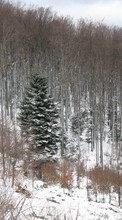 Ladda ner Landscape, Winter, Trees, Fir-trees bilden 320x480 till mobilen.
