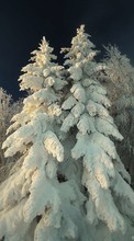 Ladda ner Trees, Fir-trees, Plants, Snow, Winter bilden till mobilen.