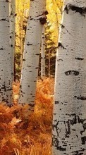 Ladda ner Landscape, Trees, Autumn, Birches bilden 360x640 till mobilen.