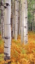 Ladda ner Landscape, Trees, Autumn, Birches bilden 360x640 till mobilen.
