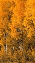 Ladda ner Trees,Birches,Autumn,Landscape,Nature bilden till mobilen.