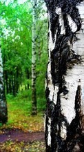 Ladda ner Landscape, Trees, Birches bilden 1080x1920 till mobilen.