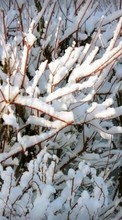 Ladda ner Winter, Trees, Backgrounds, Snow bilden 800x480 till mobilen.