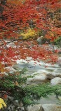 Ladda ner Landscape, Rivers, Trees, Stones, Autumn bilden 240x320 till mobilen.