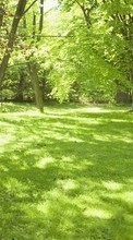 Ladda ner Landscape, Nature, Trees, Grass, Summer bilden 240x400 till mobilen.