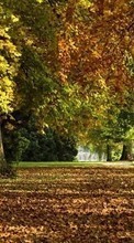 Ladda ner Landscape, Trees, Autumn, Leaves, Parks bilden 128x160 till mobilen.