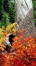 Ladda ner Landscape, Trees, Autumn, Leaves bilden 720x1280 till mobilen.