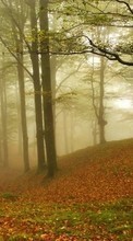 Trees, Leaves, Autumn, Landscape