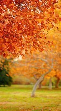 Ladda ner Trees, Leaves, Autumn, Landscape bilden till mobilen.