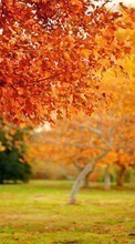 Ladda ner Trees, Leaves, Autumn, Landscape bilden till mobilen.