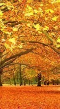 Ladda ner Trees,Leaves,Autumn,Landscape bilden till mobilen.