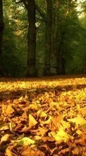 Trees,Leaves,Autumn,Landscape till LG Optimus L7 2 P715