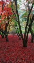 Ladda ner Landscape, Trees, Autumn, Leaves bilden till mobilen.