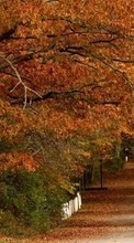 Ladda ner Trees,Leaves,Autumn,Landscape bilden till mobilen.