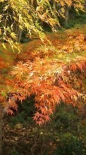 Ladda ner Landscape, Trees, Autumn, Leaves bilden 128x160 till mobilen.