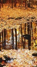 Ladda ner Landscape, Nature, Trees, Autumn, Leaves bilden till mobilen.