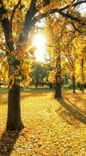 Ladda ner Trees, Leaves, Autumn, Landscape, Sun bilden till mobilen.
