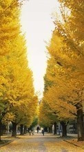 Ladda ner Trees, Leaves, Autumn, Landscape, Streets bilden till mobilen.