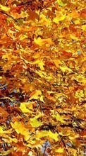 Ladda ner Plants, Trees, Autumn, Leaves bilden 540x960 till mobilen.