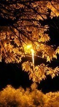 Ladda ner Landscape, Trees, Autumn, Leaves bilden 1280x800 till mobilen.