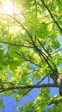 Ladda ner Landscape, Trees, Leaves, Sun bilden 320x480 till mobilen.