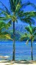Trees, Sea, Palms, Landscape, Beach till Samsung Google Nexus S