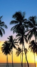 Ladda ner Trees, Sea, Palms, Landscape, Sunset bilden till mobilen.