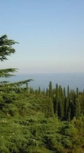 Ladda ner Landscape, Trees, Sea bilden 480x800 till mobilen.