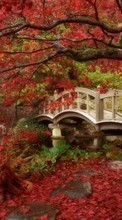 Ladda ner Landscape, Bridges, Trees, Autumn bilden 320x480 till mobilen.