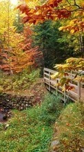 Ladda ner Plants, Landscape, Rivers, Bridges, Trees, Autumn bilden 320x240 till mobilen.