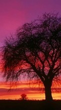Ladda ner Landscape, Trees, Sunset, Sky bilden 320x240 till mobilen.