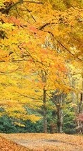 Ladda ner Landscape, Trees, Autumn bilden 240x400 till mobilen.