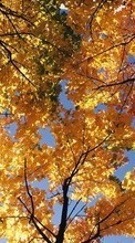Ladda ner Landscape, Trees, Autumn bilden 540x960 till mobilen.