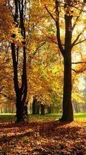 Trees, Autumn, Landscape till Samsung Z1
