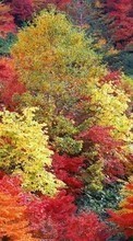 Ladda ner Landscape, Trees, Autumn bilden 240x320 till mobilen.