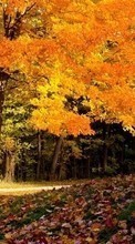 Ladda ner Trees, Autumn, Landscape bilden till mobilen.