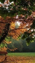 Trees,Autumn,Landscape till Xiaomi Mi 11